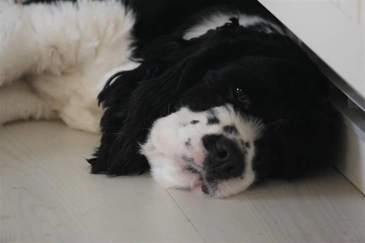 Amerikansk cocker spaniel Galaksi Tonight billede 9