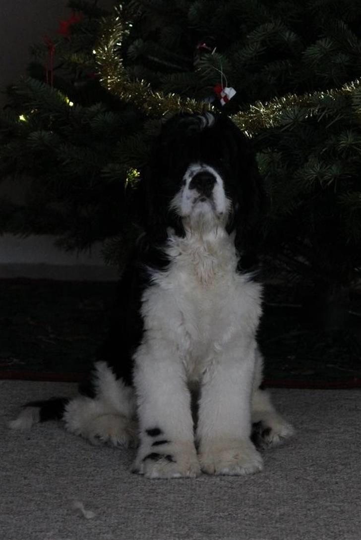 Amerikansk cocker spaniel Galaksi Tonight billede 10