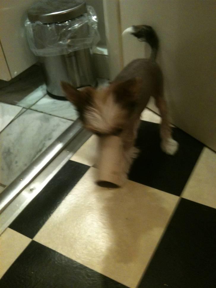 Chinese crested hårløs Toulouse - Verdens bedste legetøj... billede 9