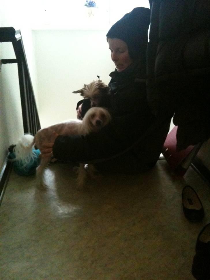 Chinese crested hårløs Toulouse - Klar til gåtur i sne og alt for koldt vejr. billede 10