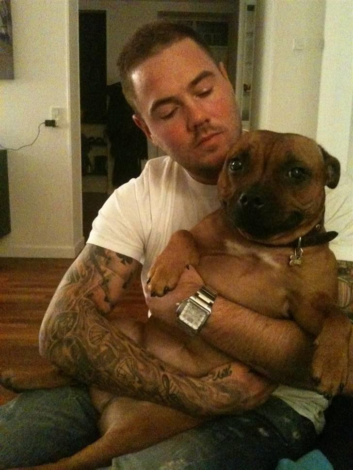 Staffordshire bull terrier colliermans Luna billede 9