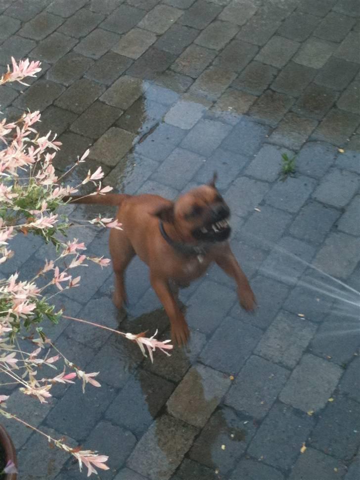 Staffordshire bull terrier colliermans Luna billede 10