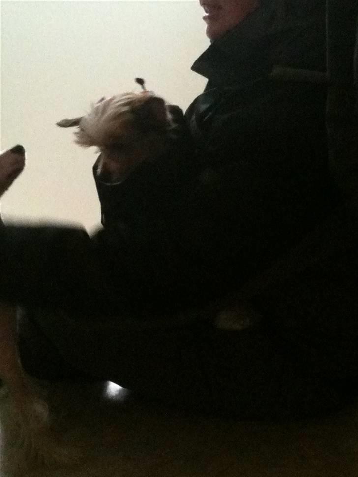 Chinese crested hårløs Toulouse billede 11