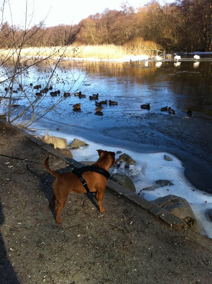 Staffordshire bull terrier colliermans Luna billede 11