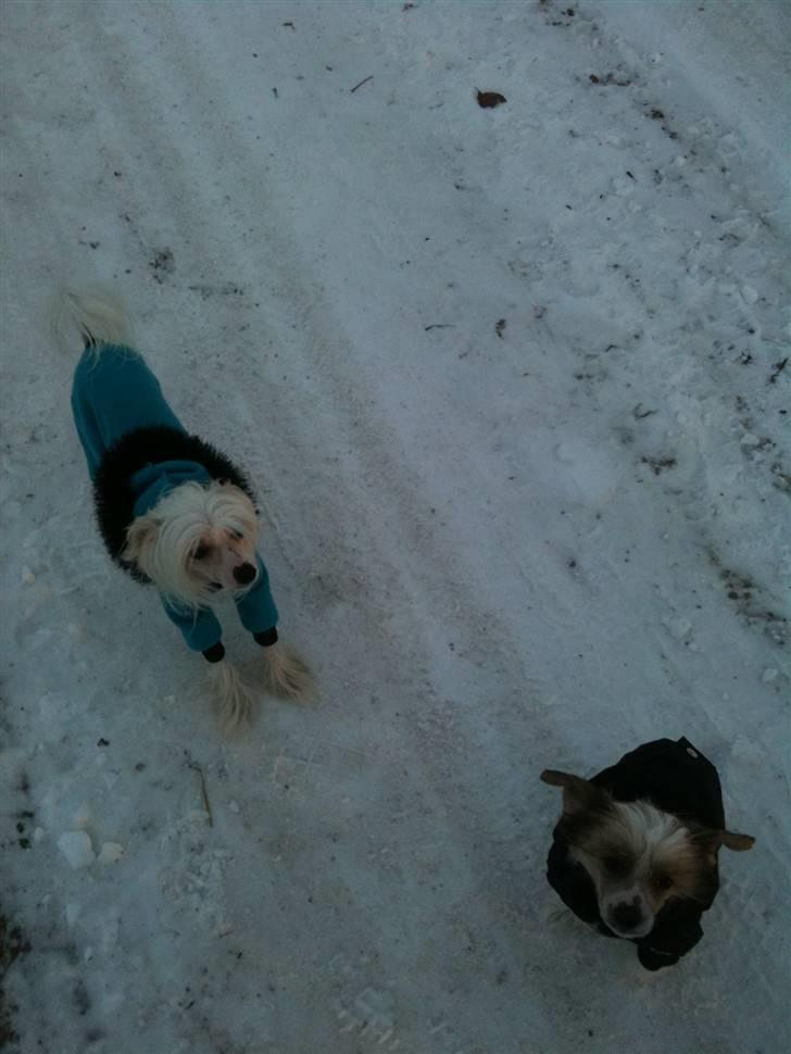 Chinese crested hårløs Toulouse - Puha - det er ALT for koldt billede 12