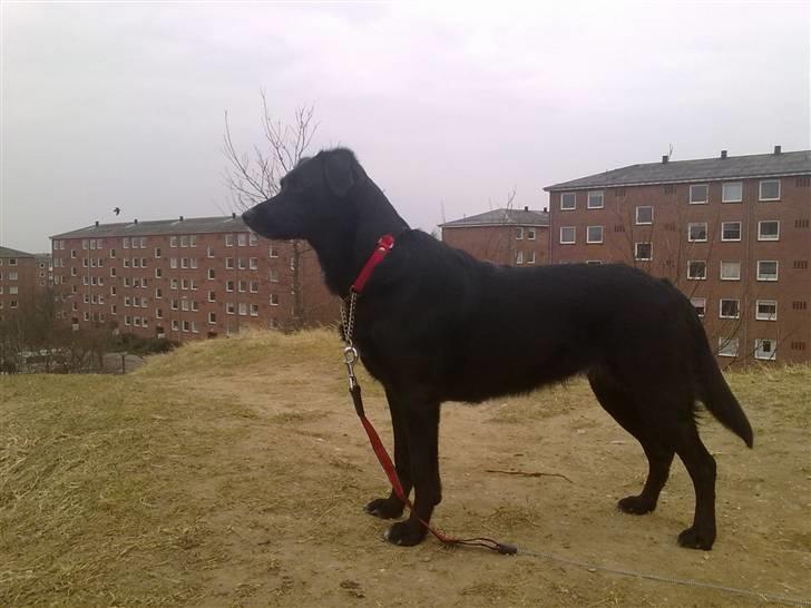 Labrador retriever Malu *-: - På vej hjem fra centret. :-D billede 7