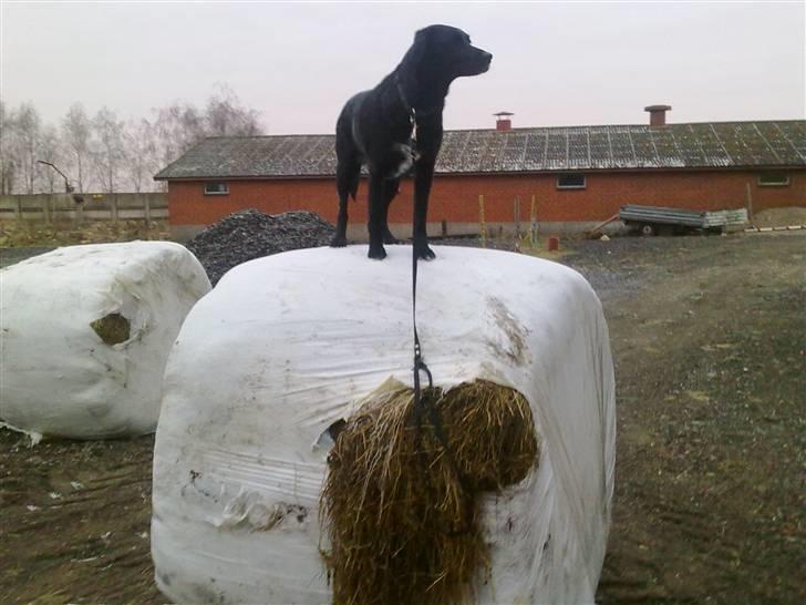 Labrador retriever Malu *-: - Hun kom selv op og der er ca. 150 op næsten. :-DD billede 8