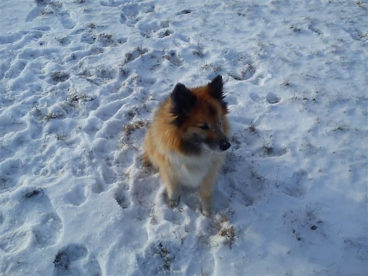 Islandsk fårehund Iljan "RIP" billede 14