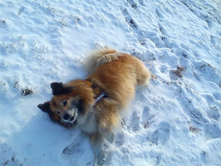 Islandsk fårehund Iljan "RIP" billede 15
