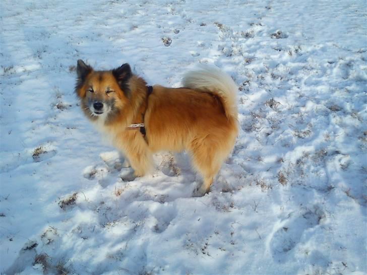 Islandsk fårehund Iljan "RIP" billede 16