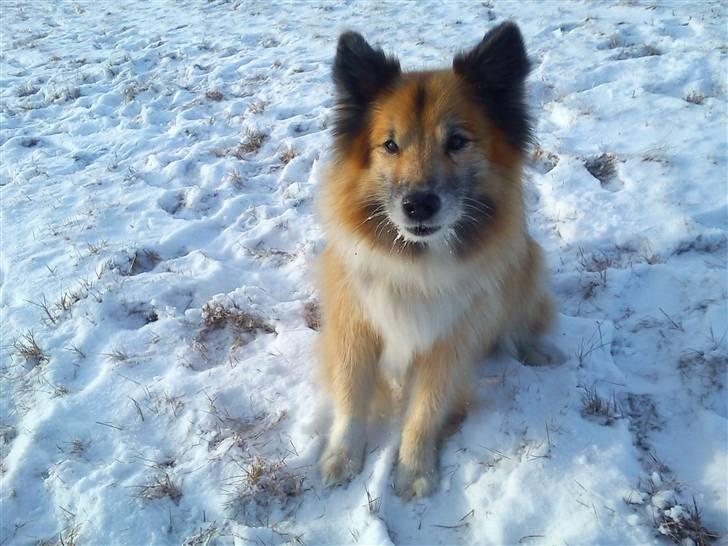 Islandsk fårehund Iljan "RIP" billede 17