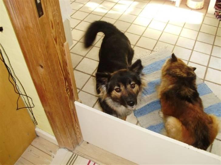 Islandsk fårehund Godrumgaards Skessa - Skessa og Hekla billede 3