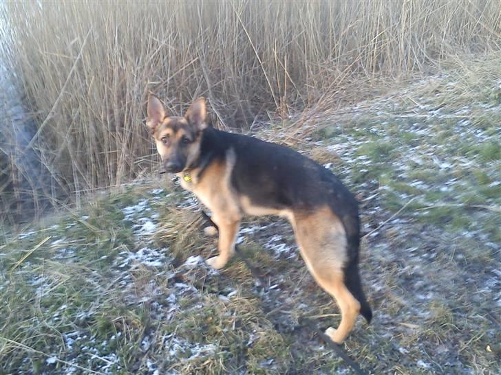 Schæferhund Loke billede 6