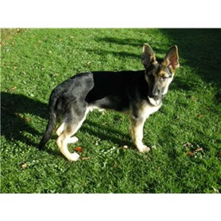 Schæferhund Loke billede 7