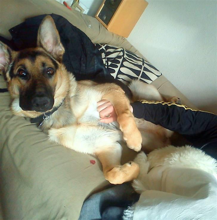 Schæferhund Loke billede 8