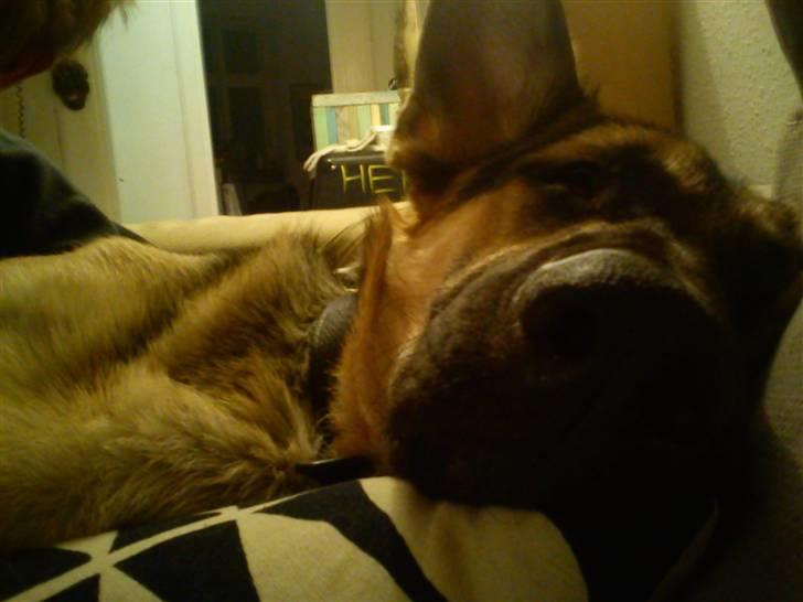 Schæferhund Loke billede 9