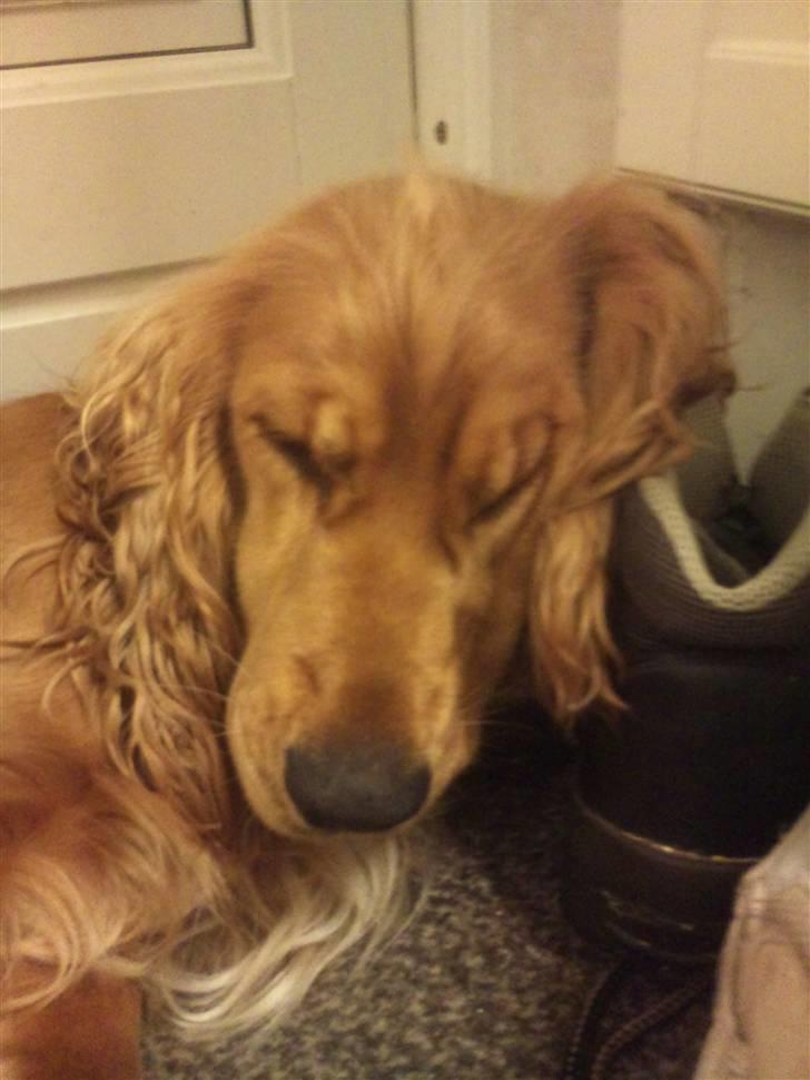 Cocker spaniel Sasha - Man ligger godt op af mors sko :D billede 2