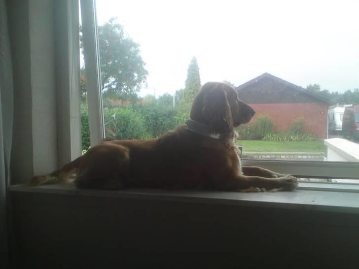 Cocker spaniel Sasha - Så kan jeg holde øje med det hele på vejen :P billede 3