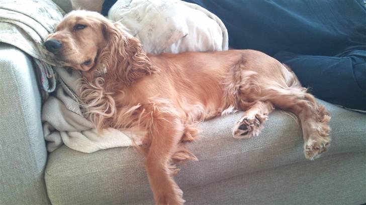 Cocker spaniel Sasha - Arhh dejligt  at slappe af...XD billede 4