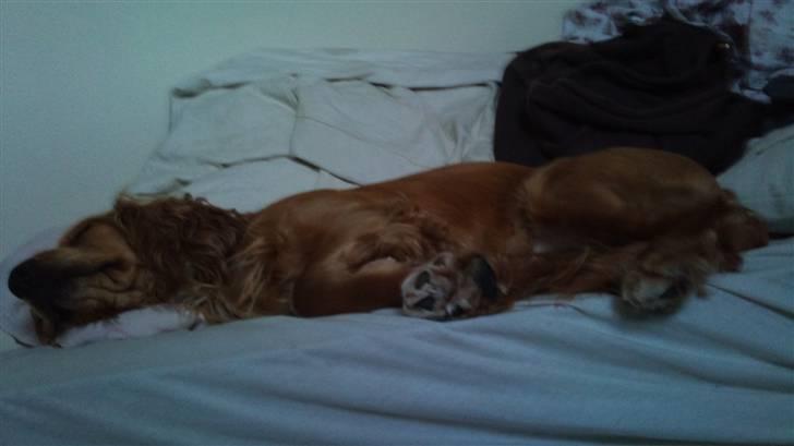 Cocker spaniel Sasha billede 5