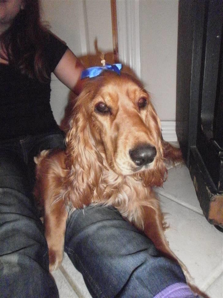 Cocker spaniel Sasha billede 6