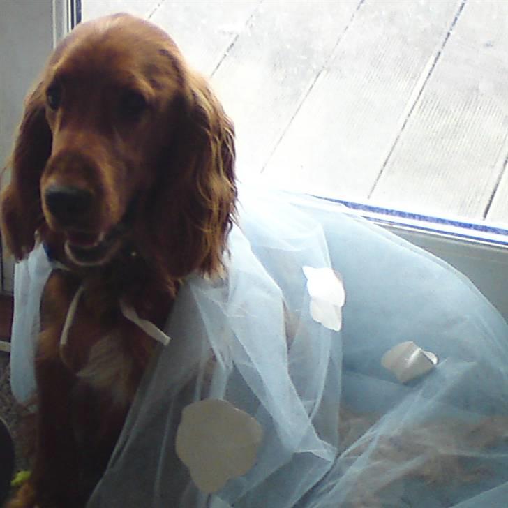 Cocker spaniel SMUT  billede 9