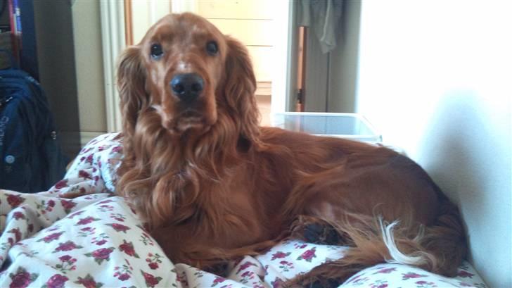 Cocker spaniel SMUT  billede 12