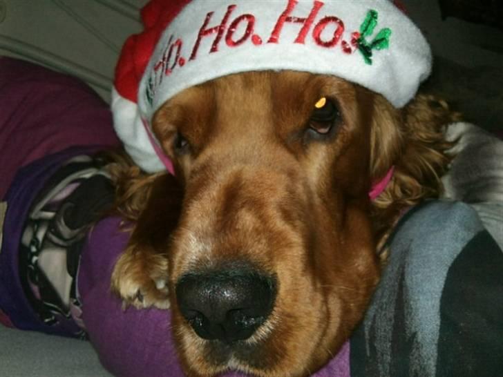 Cocker spaniel SMUT  billede 13