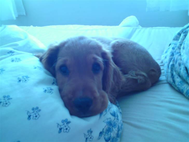 Cocker spaniel SMUT  billede 3