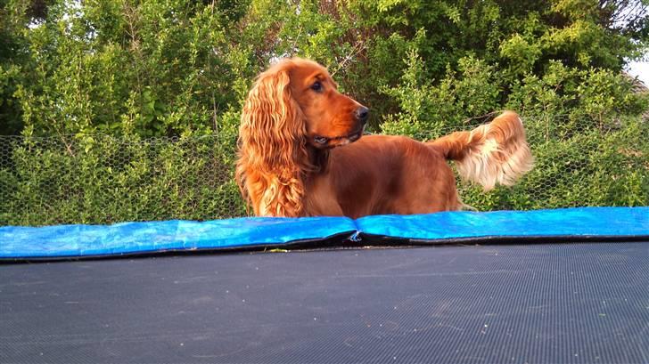 Cocker spaniel SMUT  billede 15