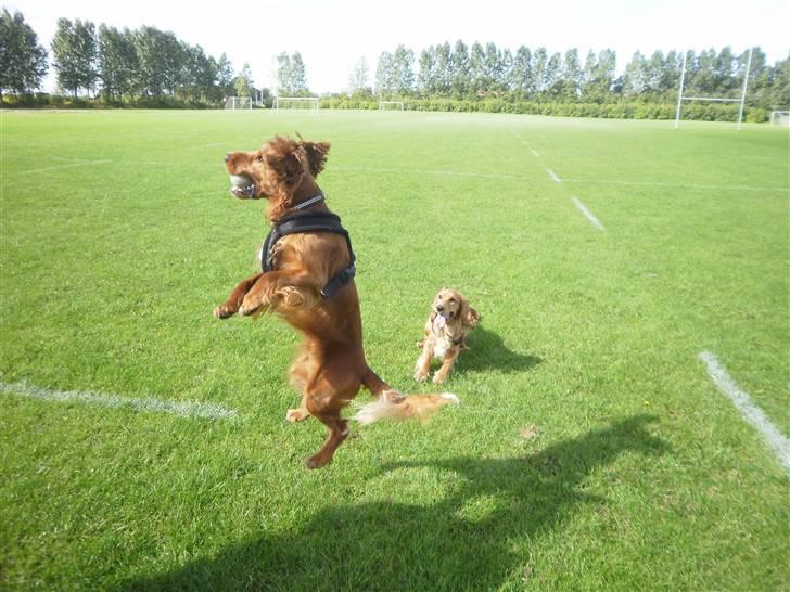 Cocker spaniel SMUT  billede 19