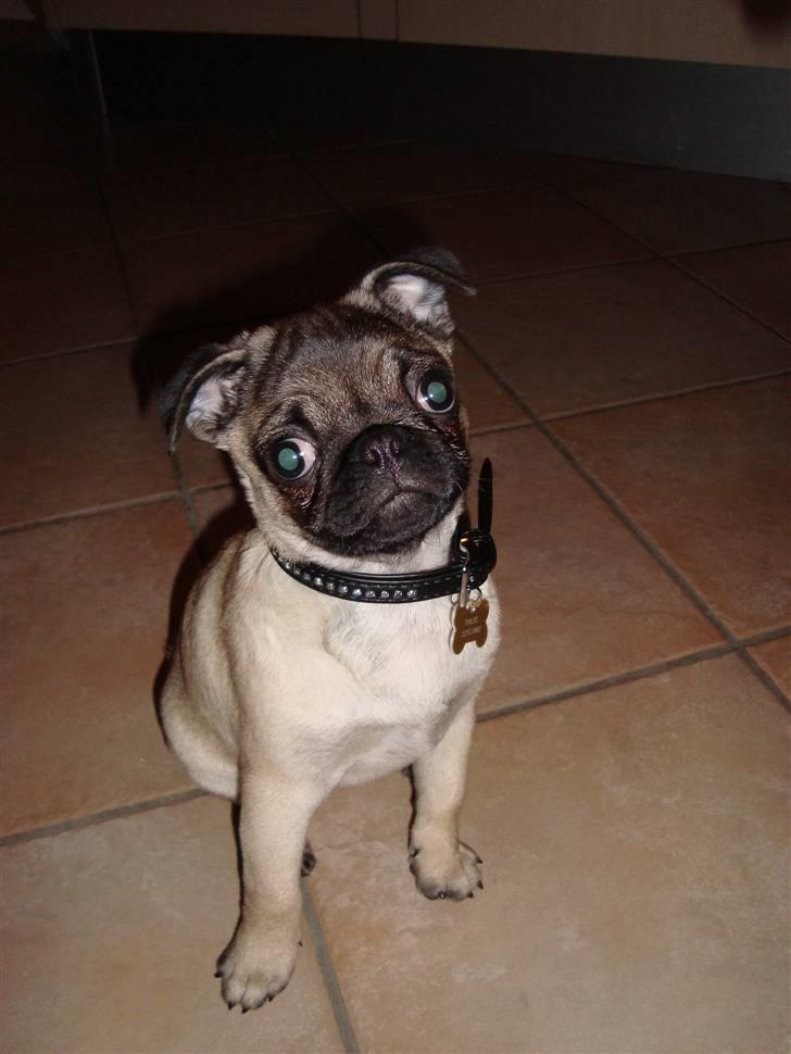 Mops Thilde billede 6