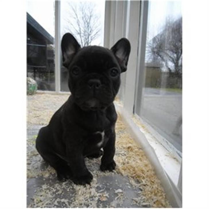 Fransk bulldog Carla - Er det godt nok mor :)) billede 1