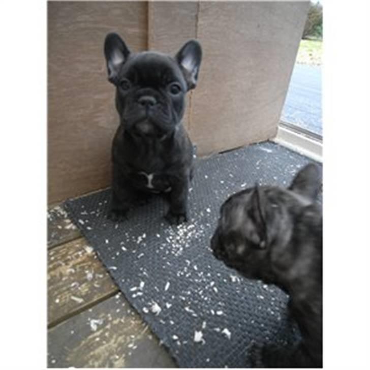 Fransk bulldog Carla billede 2