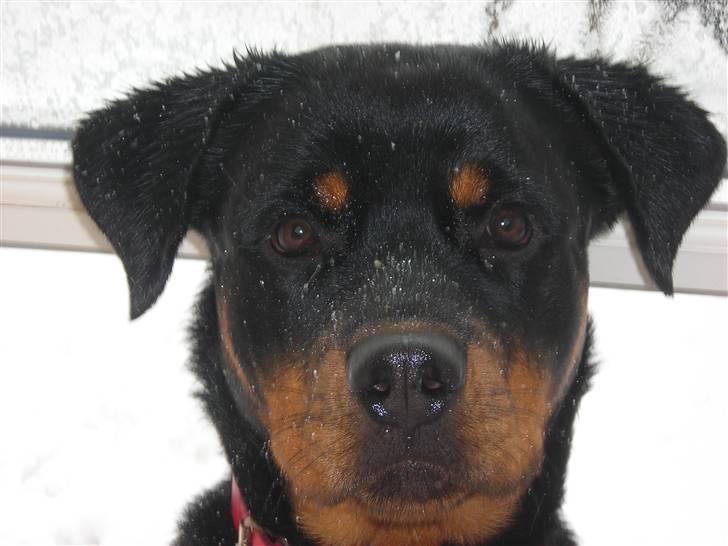 Rottweiler Nugga Chitta Hartmann - Jeg kigger lige ind af vinduet :D billede 1