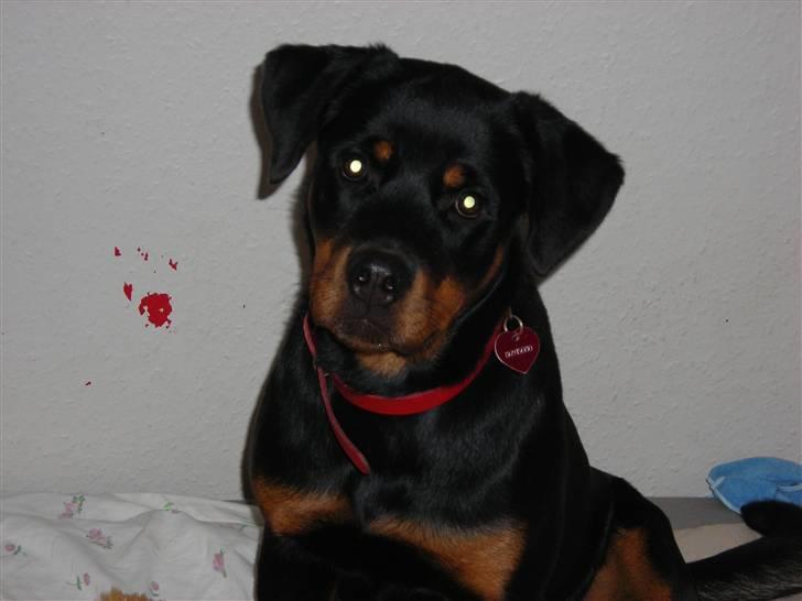 Rottweiler Nugga Chitta Hartmann billede 2