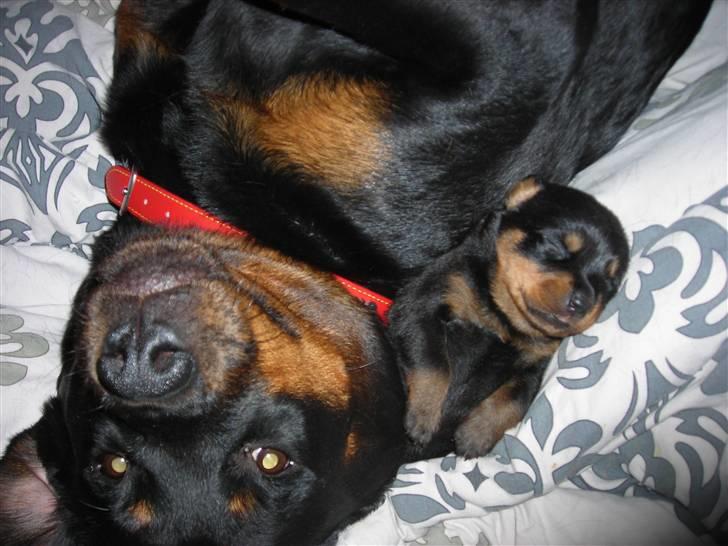 Rottweiler Nugga Chitta Hartmann - Nugga og fiona hygger :D billede 3