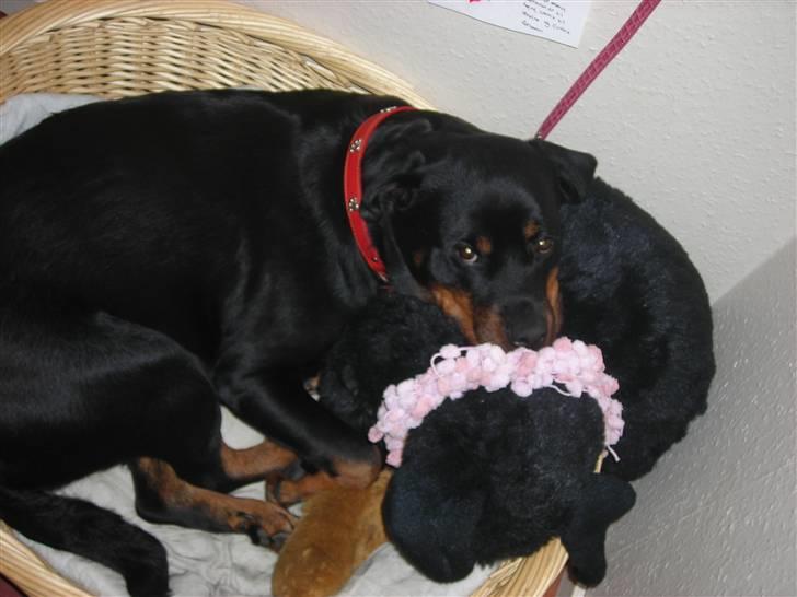 Rottweiler Nugga Chitta Hartmann - tager lige en lille slapper :D billede 4