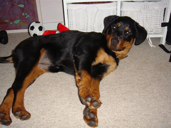 Rottweiler Cleo - 4 måneder og ret langbenet  billede 7