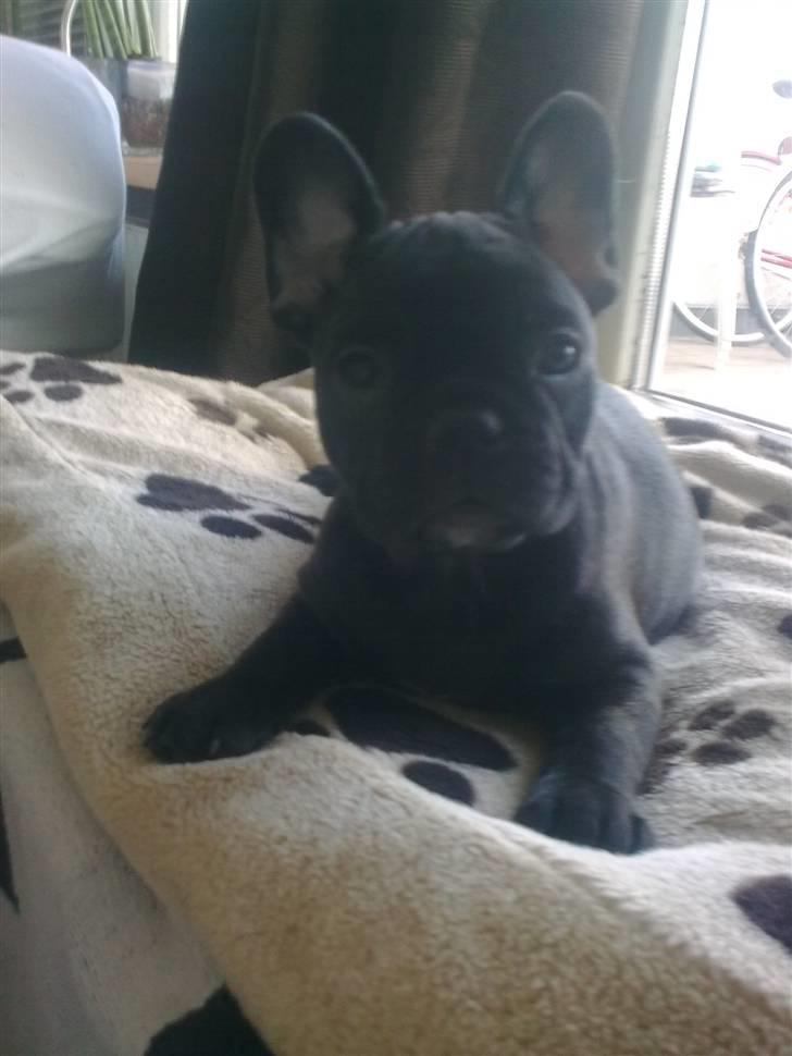 Fransk bulldog Carla billede 3