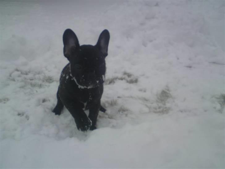 Fransk bulldog Carla - Snehunden Carla :)) billede 4