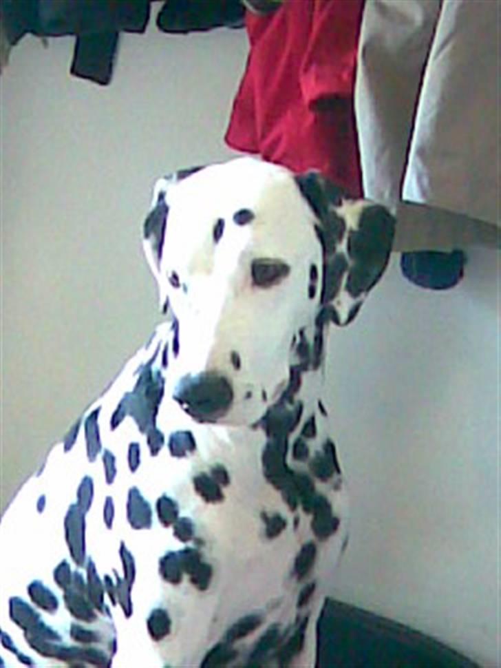Dalmatiner Valde*himmel hund* :'(<3 - valde venter på at få sin mad billede 15