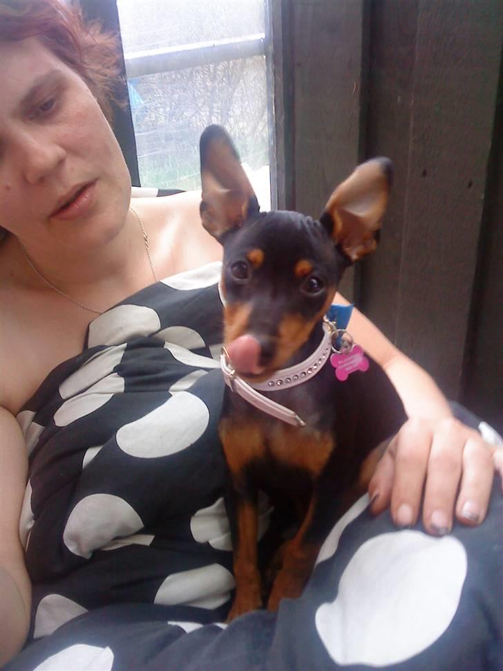 Dvaergpinscher Zafir - det er hygge og sedde hos mormor billede 18