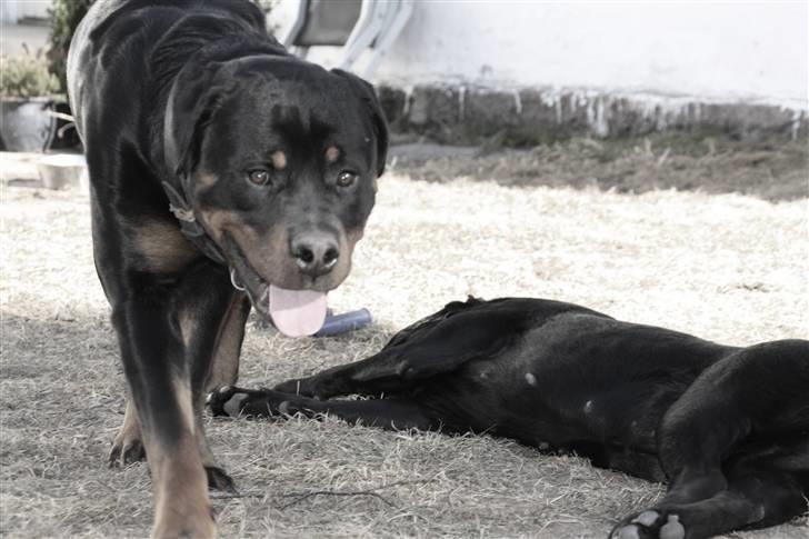 Rottweiler Barni - 10 mdr billede 17