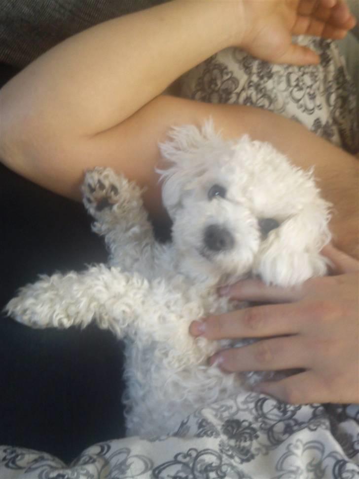 Bichon à poil frisé Choice - Mmh lige i fars armhule :p billede 11