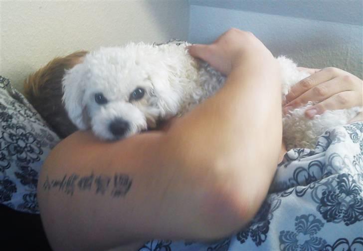 Bichon à poil frisé Choice - Ihh her er jeg tryg<3 billede 12