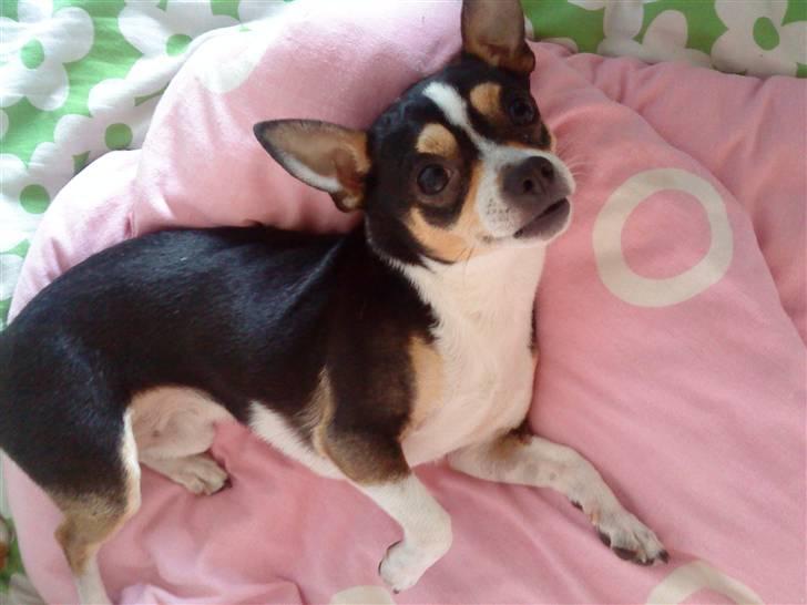 Chihuahua Daffy billede 1