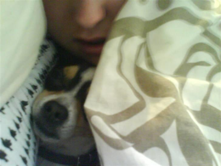 Chihuahua Daffy billede 2