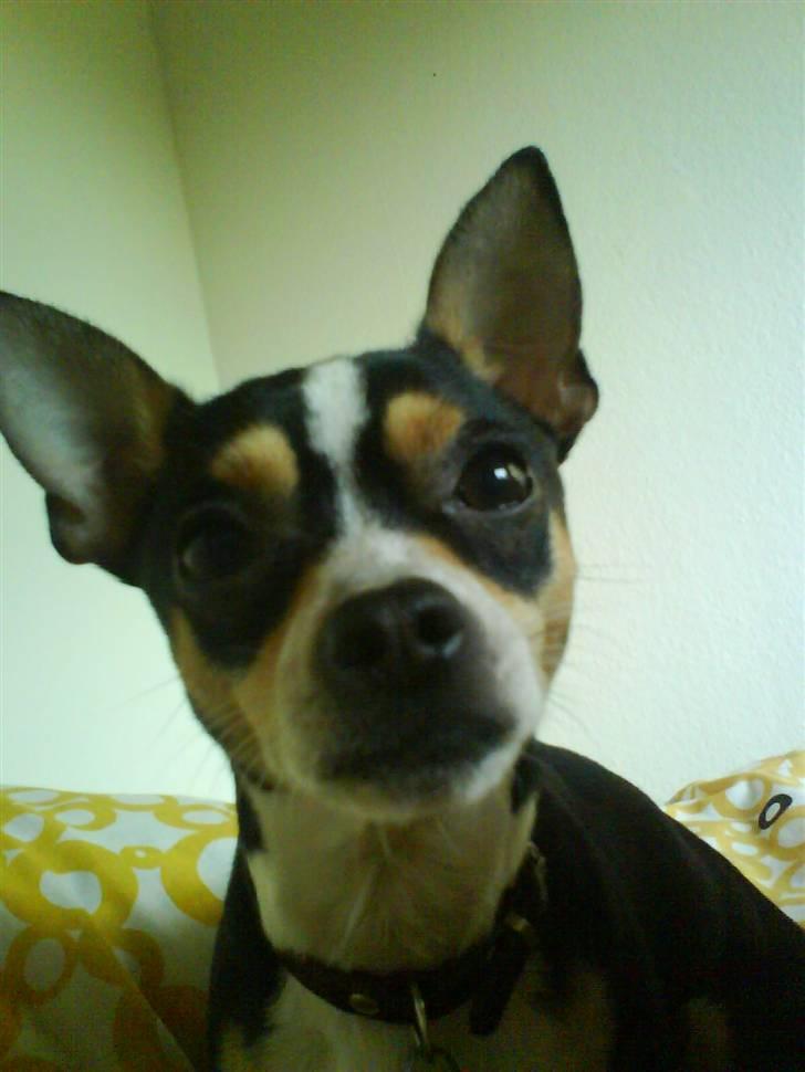 Chihuahua Daffy billede 3