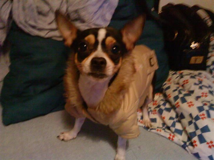 Chihuahua Daffy billede 4